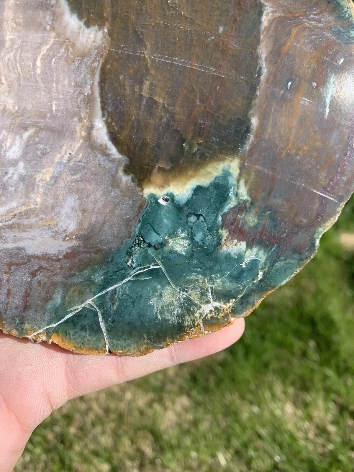 Polished Petrified Fossil Wood from Indonesia, Slab, Slice