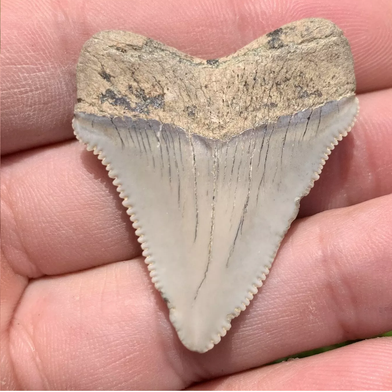 1.55” Otodus Megalodon - Virginia