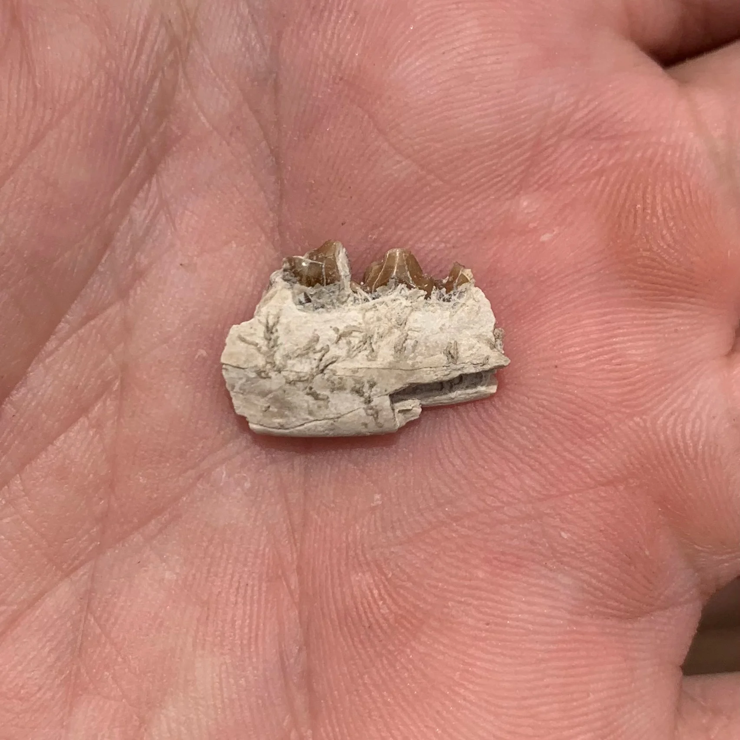 Fossil Dog Jaw, Hesperocyon, Nebraska