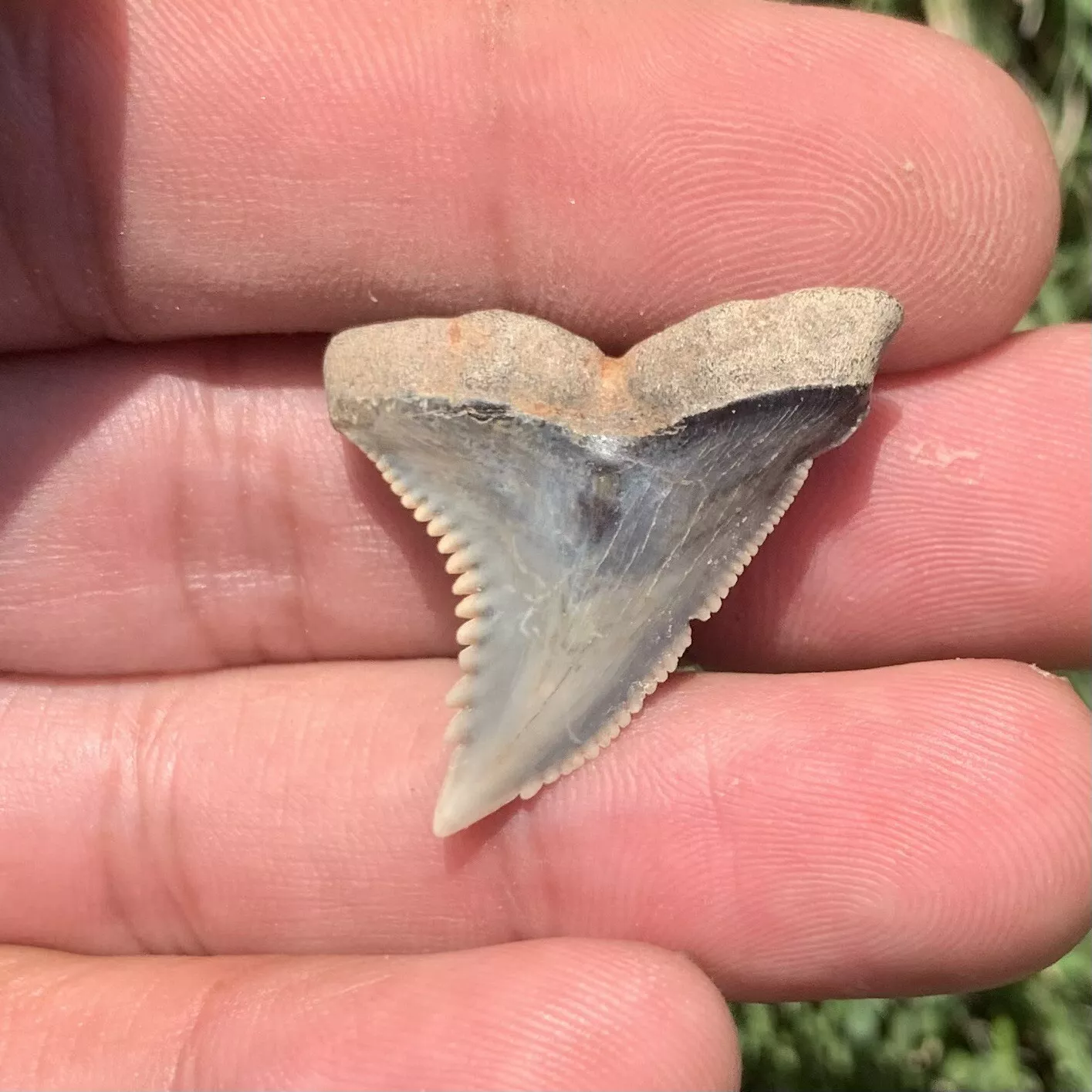 1.27" Hemipristis serra - Virginia