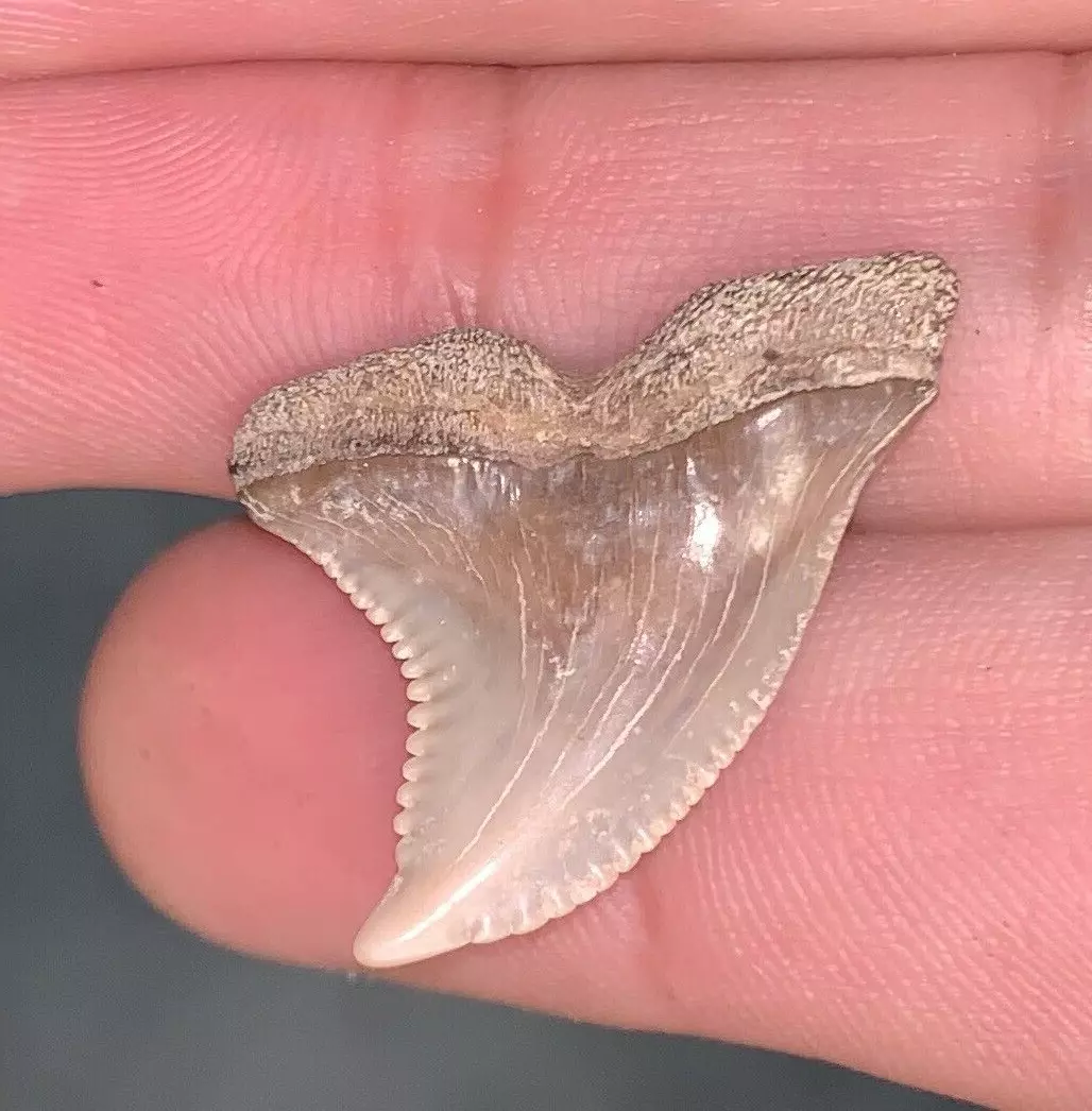 1.1" Hemipristis serra - Virginia