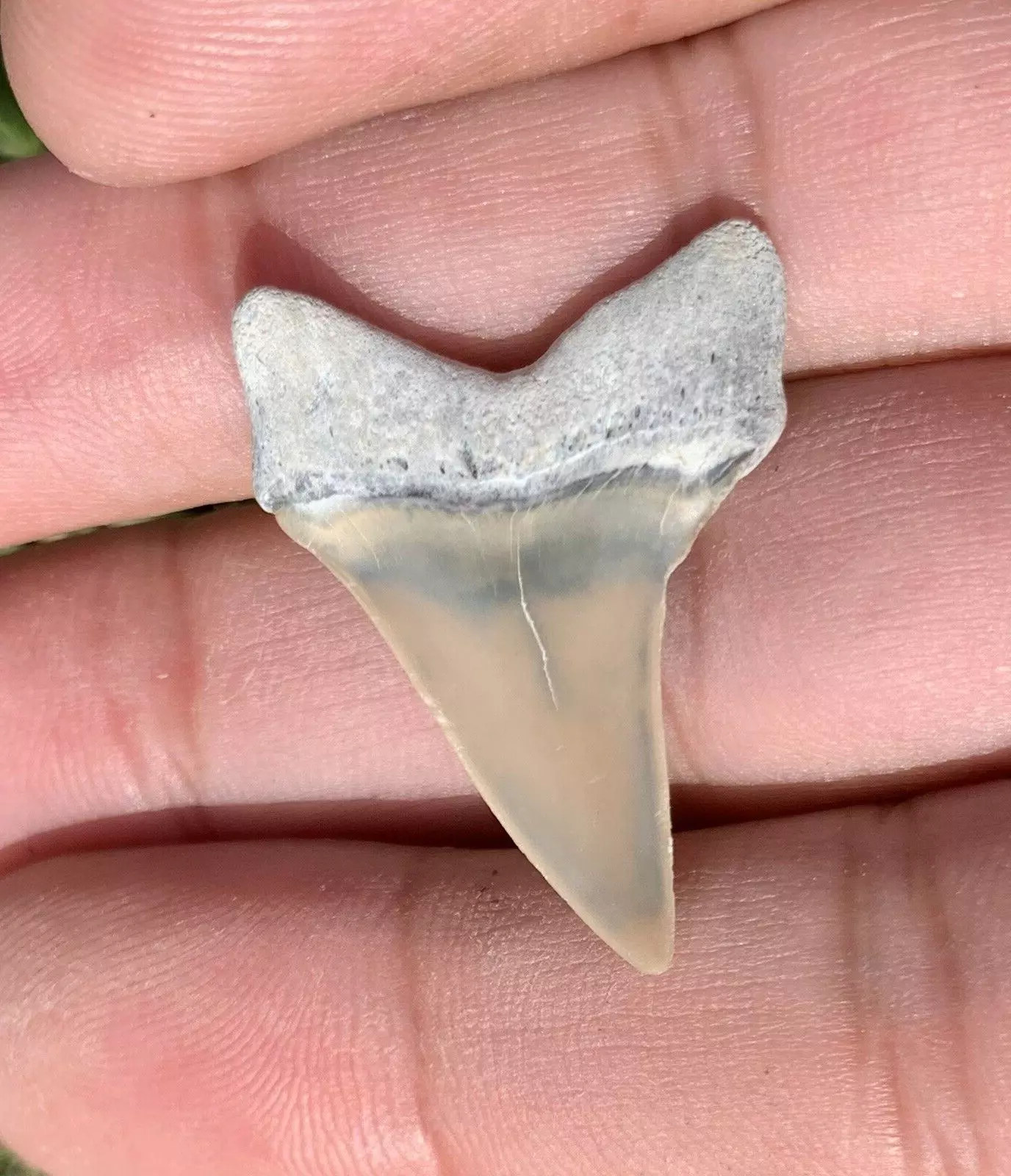 1.22” Carcharodon hastalis - Lee Creek Mine