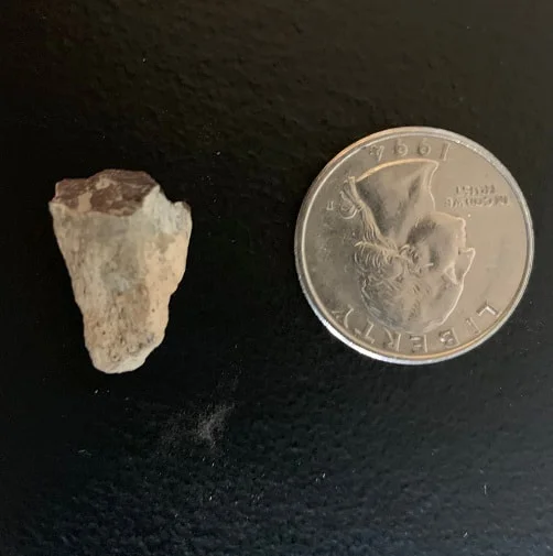 Triceratops Tooth From The Hell Creek Formation Of South Dakota