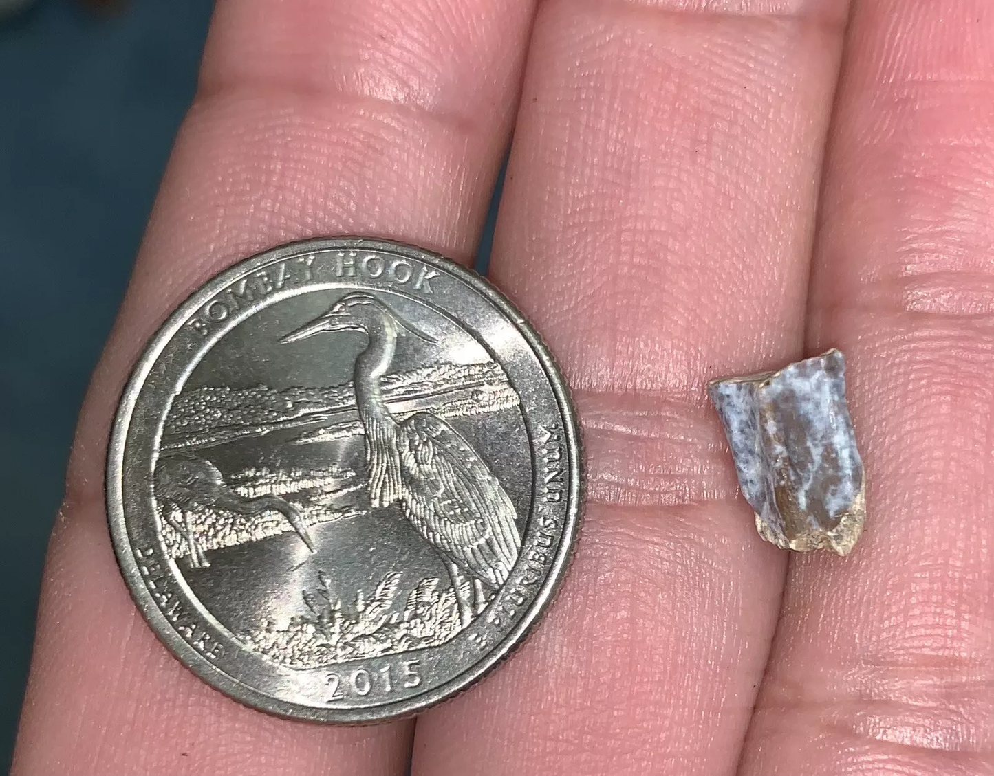 Edmontosaurus Dinosaur Tooth, Hell Creek Formation SD, Hadrosaur, Duck-billed