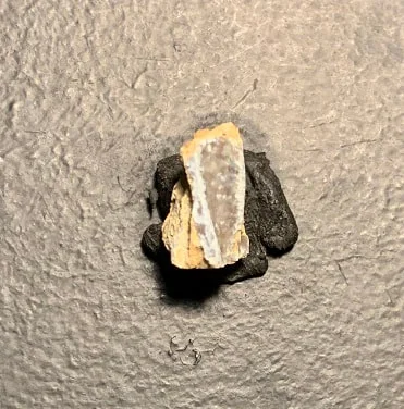 Edmontosaurus Dinosaur Tooth, Hell Creek Formation SD, Hadrosaur, Duck-billed