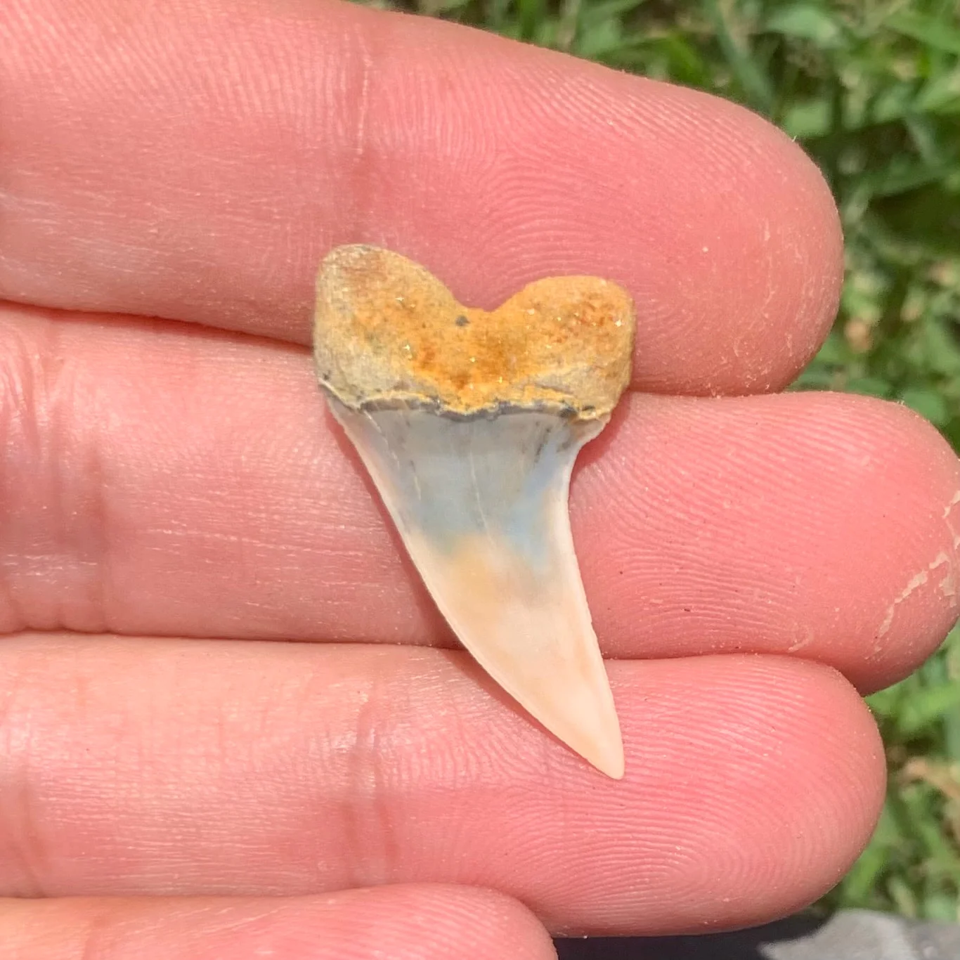 1.16Carcharodon planus - Bakersfield