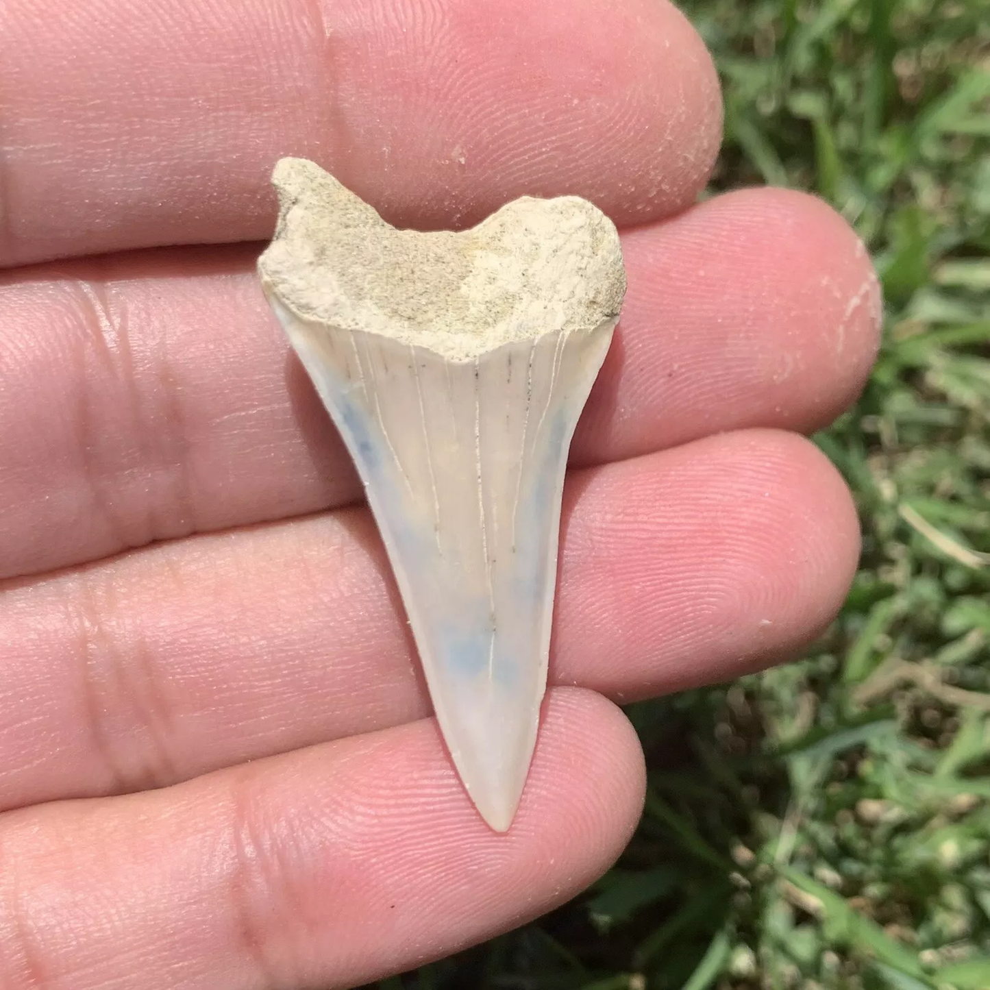 1.57" Carcharodon hastalis - Bakersfield California