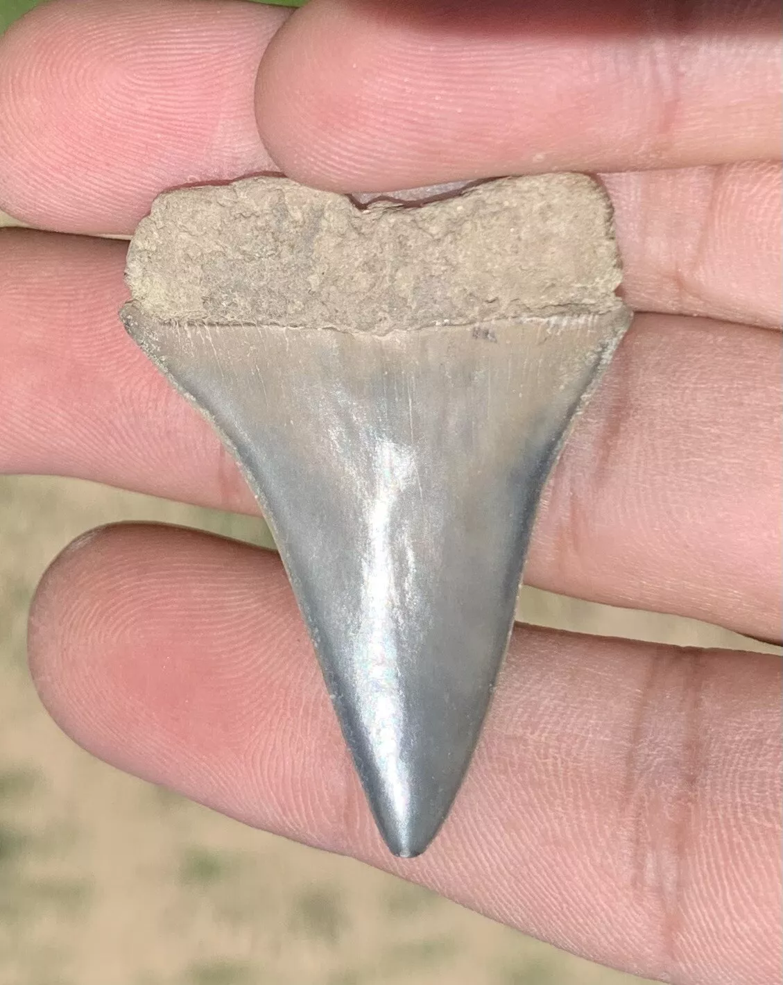 1.72" Carcharodon hastalis - Virginia