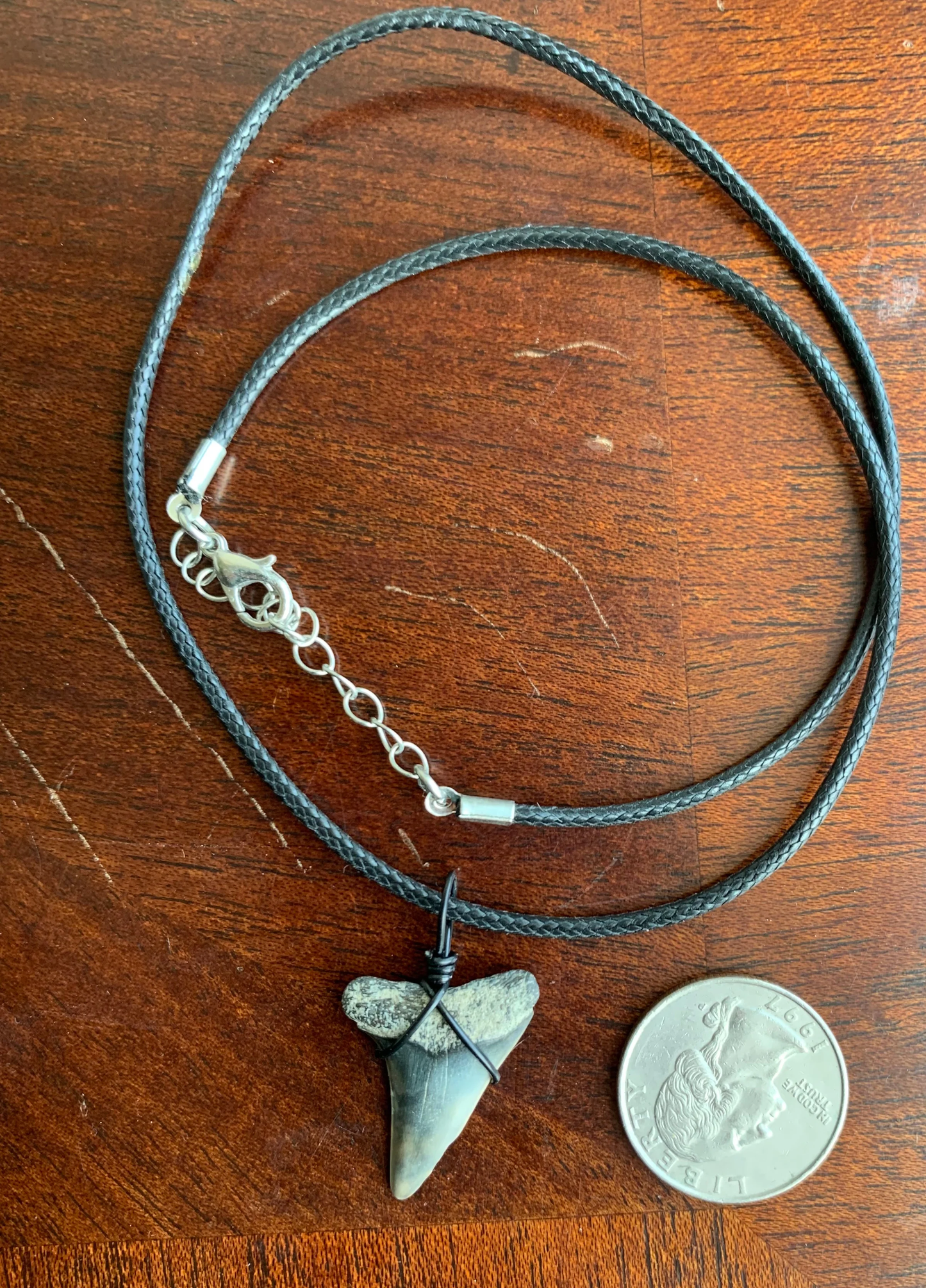 Carcharodon hastalis white shark tooth necklace