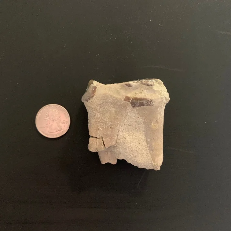 Titanothere upper Molar Tooth