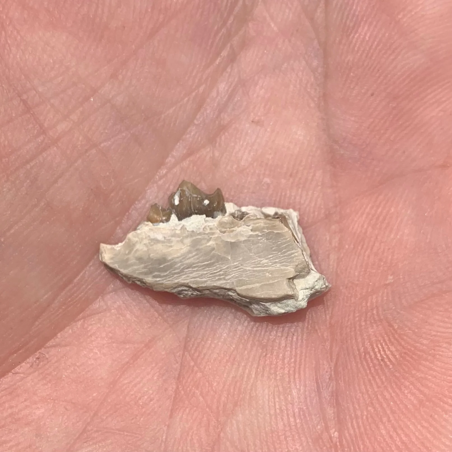Fossil deer, leptomeryx, Jaw, Chadron Formation