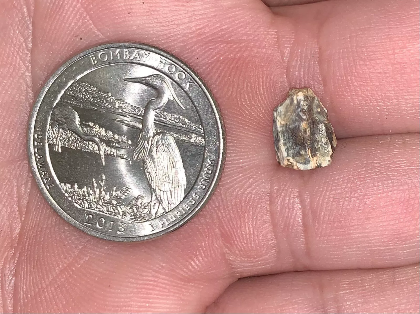 Edmontosaurus Dinosaur Tooth, Hell Creek Formation SD, Hadrosaur, Duck-billed