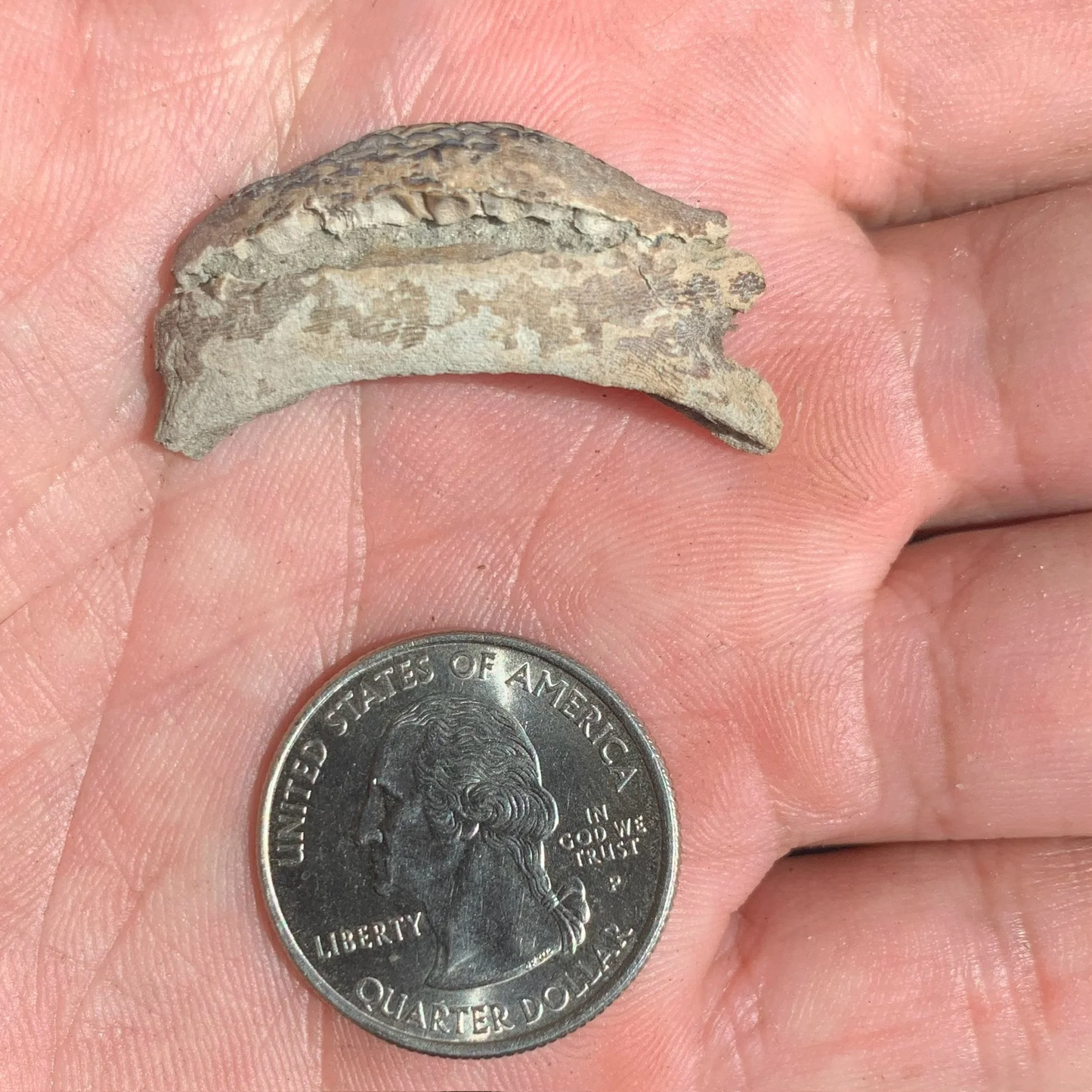 Burrfish, Chilomycterus Sp. Mouth plates - Lee Creek