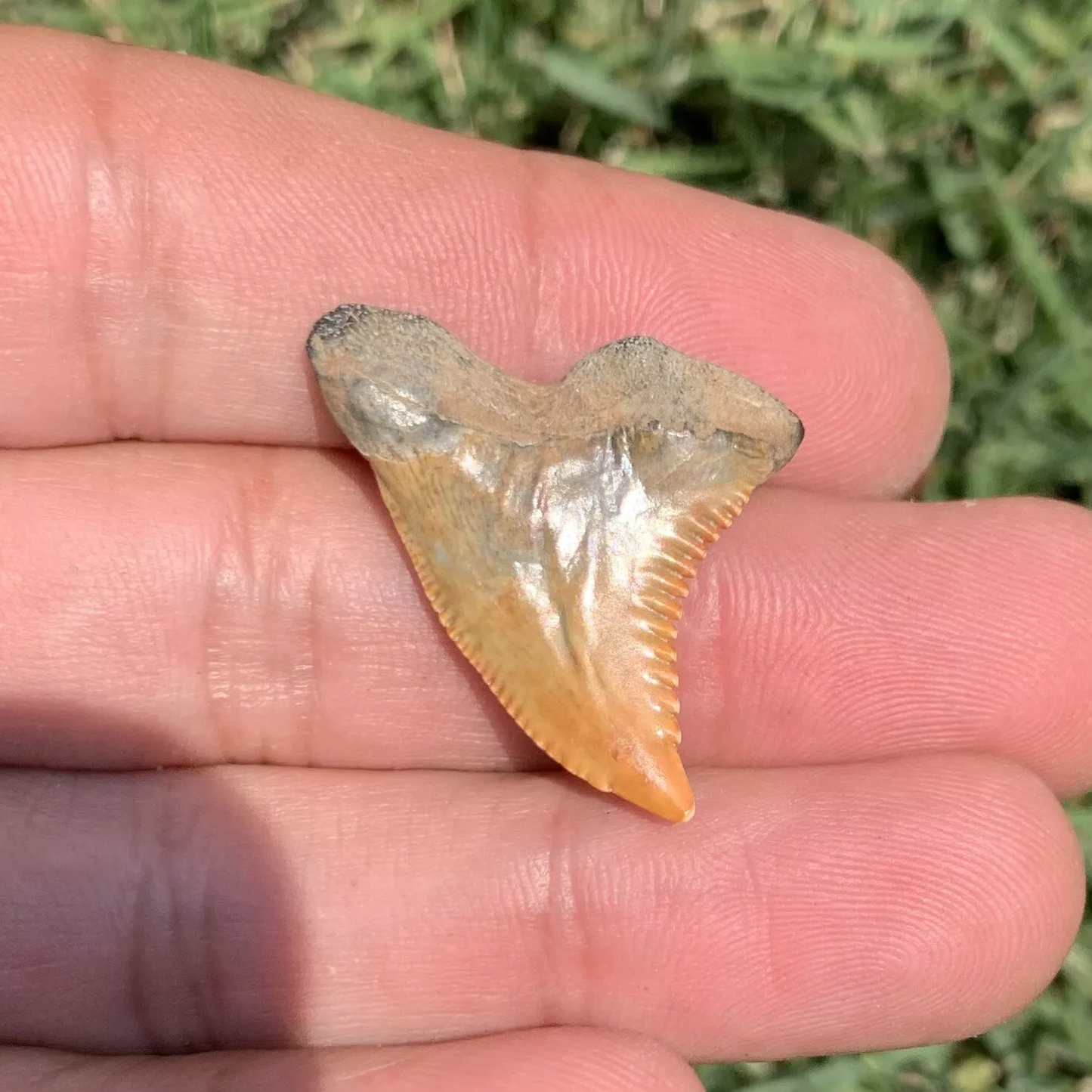 1.23" Hemipristis serra - Virginia