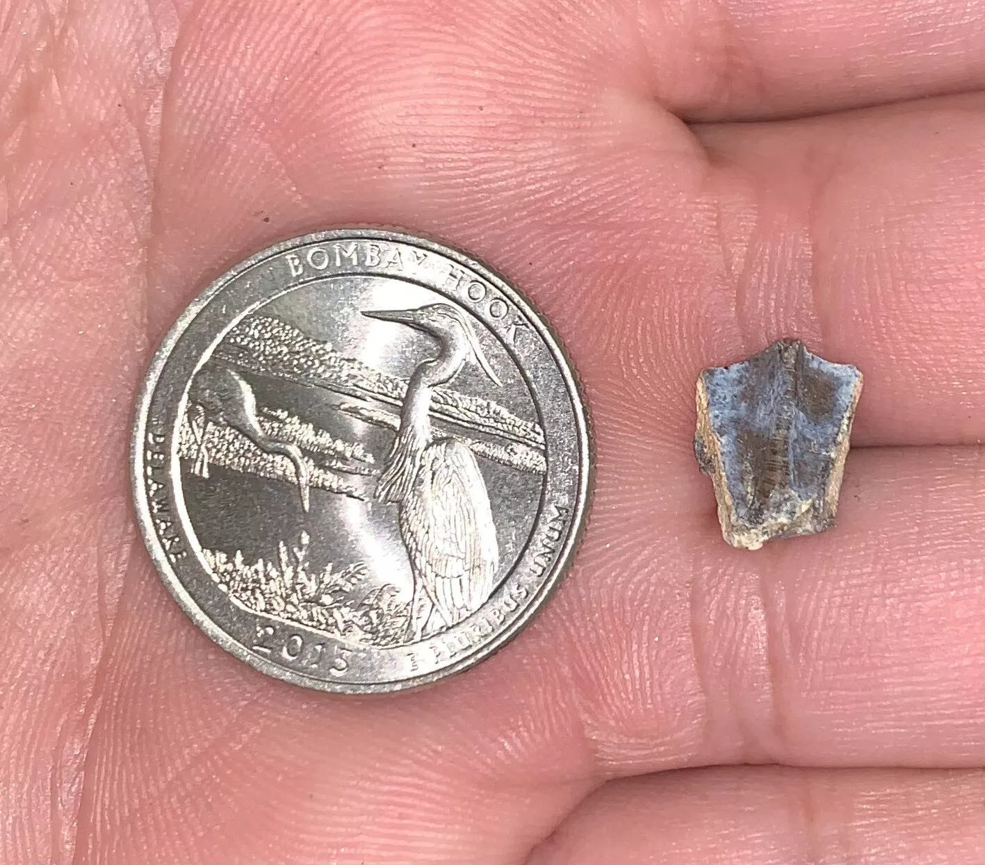Edmontosaurus Dinosaur Tooth, Hell Creek Formation SD, Hadrosaur, Duck-billed