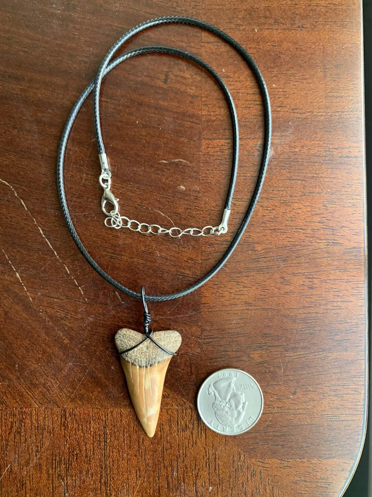 Carcharodon hastalis white shark tooth necklace