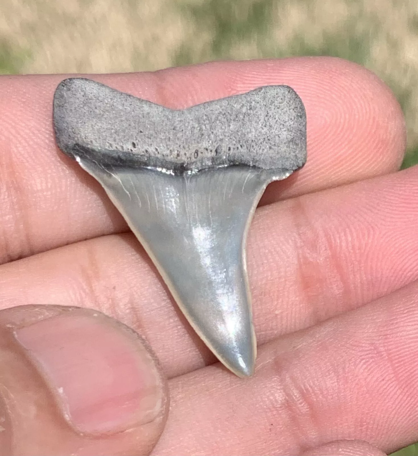 1.39” Carcharodon hastalis - Lee Creek Mine
