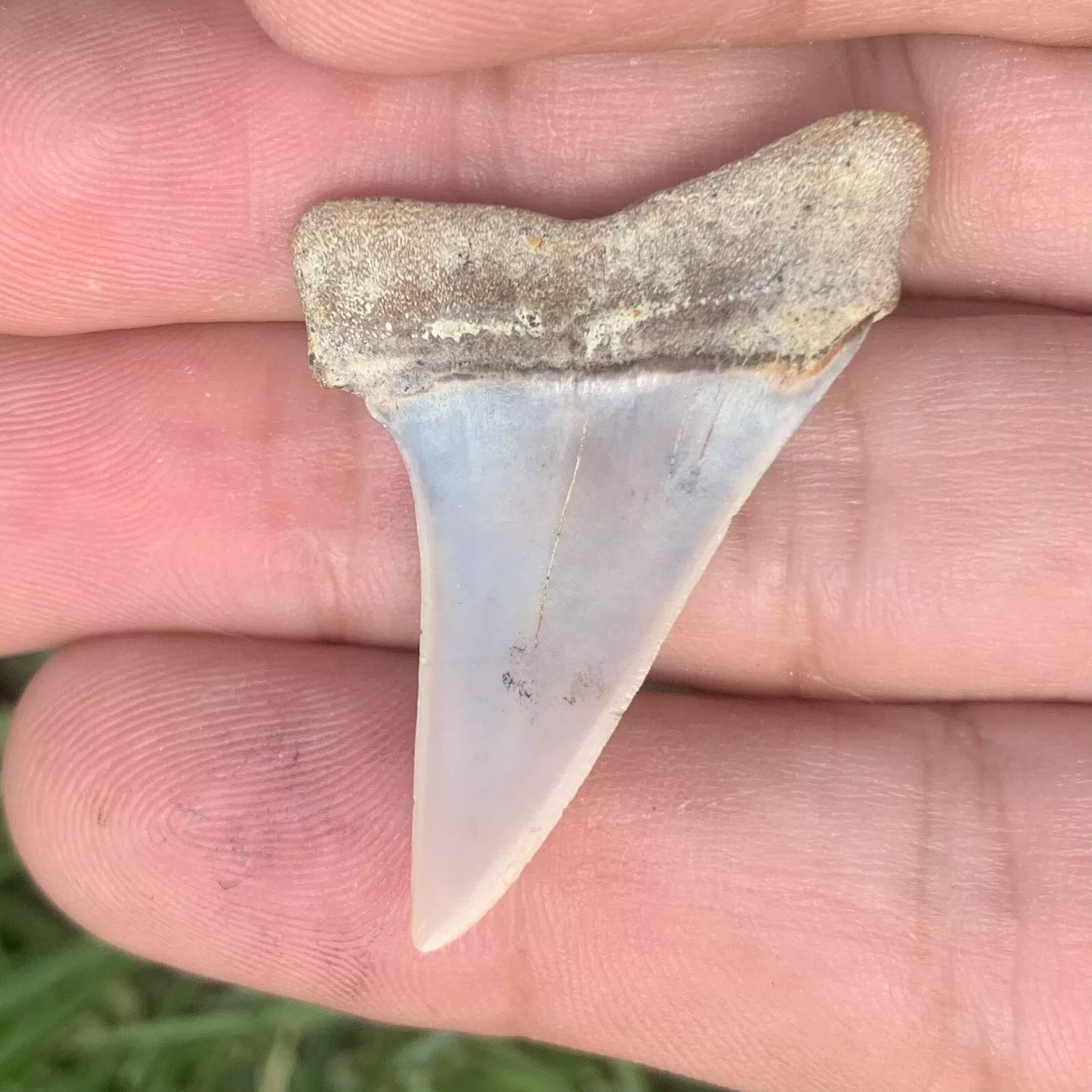 1.64” Carcharodon hastalis - Bakersfield