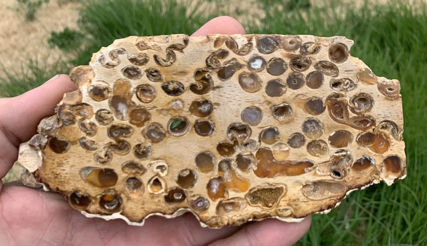 Polished Petrified Fossil Teredo Wood from Indonesia, Slab, Slice