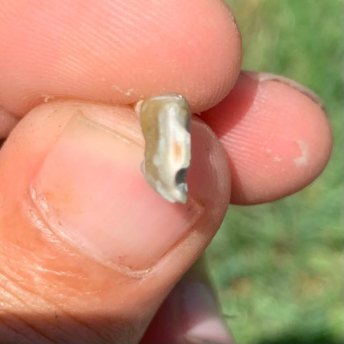 Fossils Camel Lower Jaw Premolar Tooth, Poebrotherium