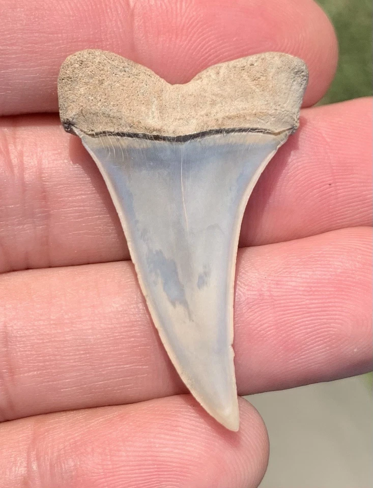 Fossil Carcharodon hastalis - Virginia