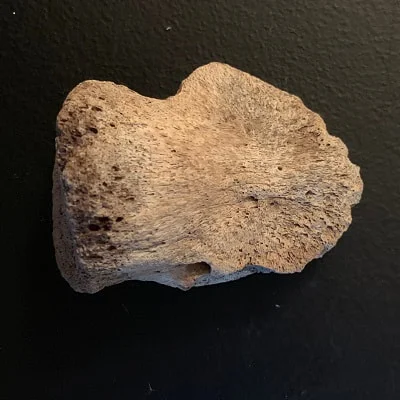Edmontosaur Ungual Claw