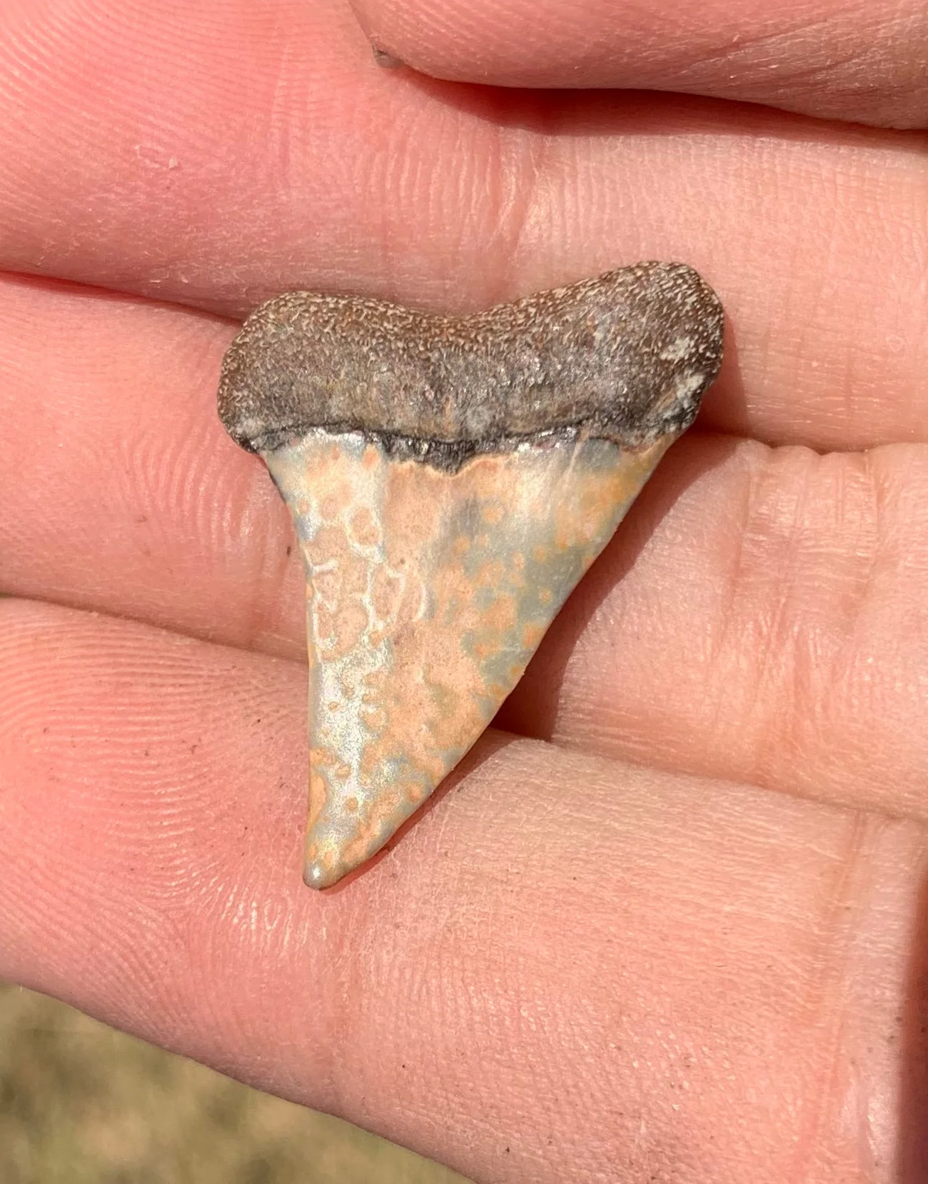 1.15” Carcharodon hastalis - Virginia