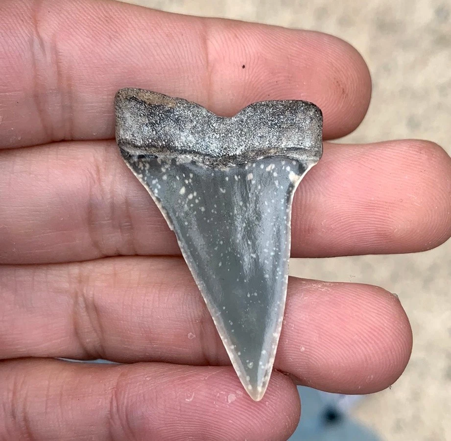 Fossil Carcharodon hastalis - Virginia