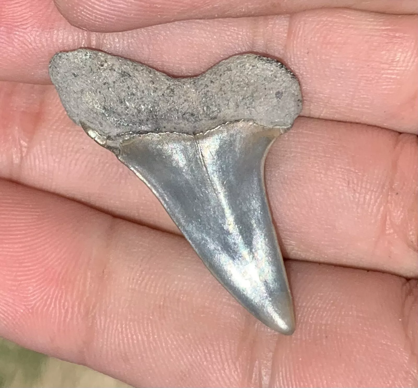 1.59" Isurus desori - Lee Creek Mine