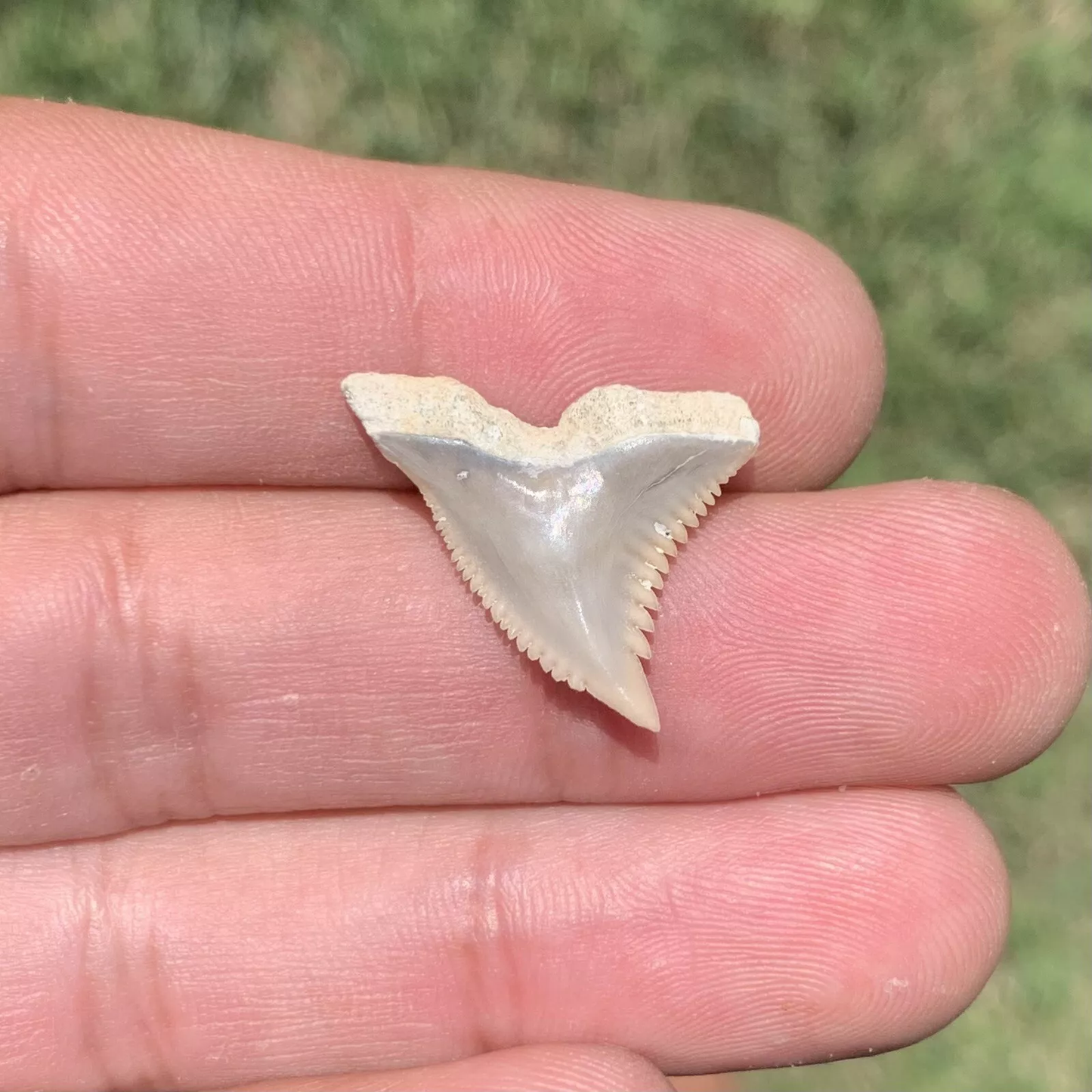 .92" Hemipristis serra - Lee Creek Mine