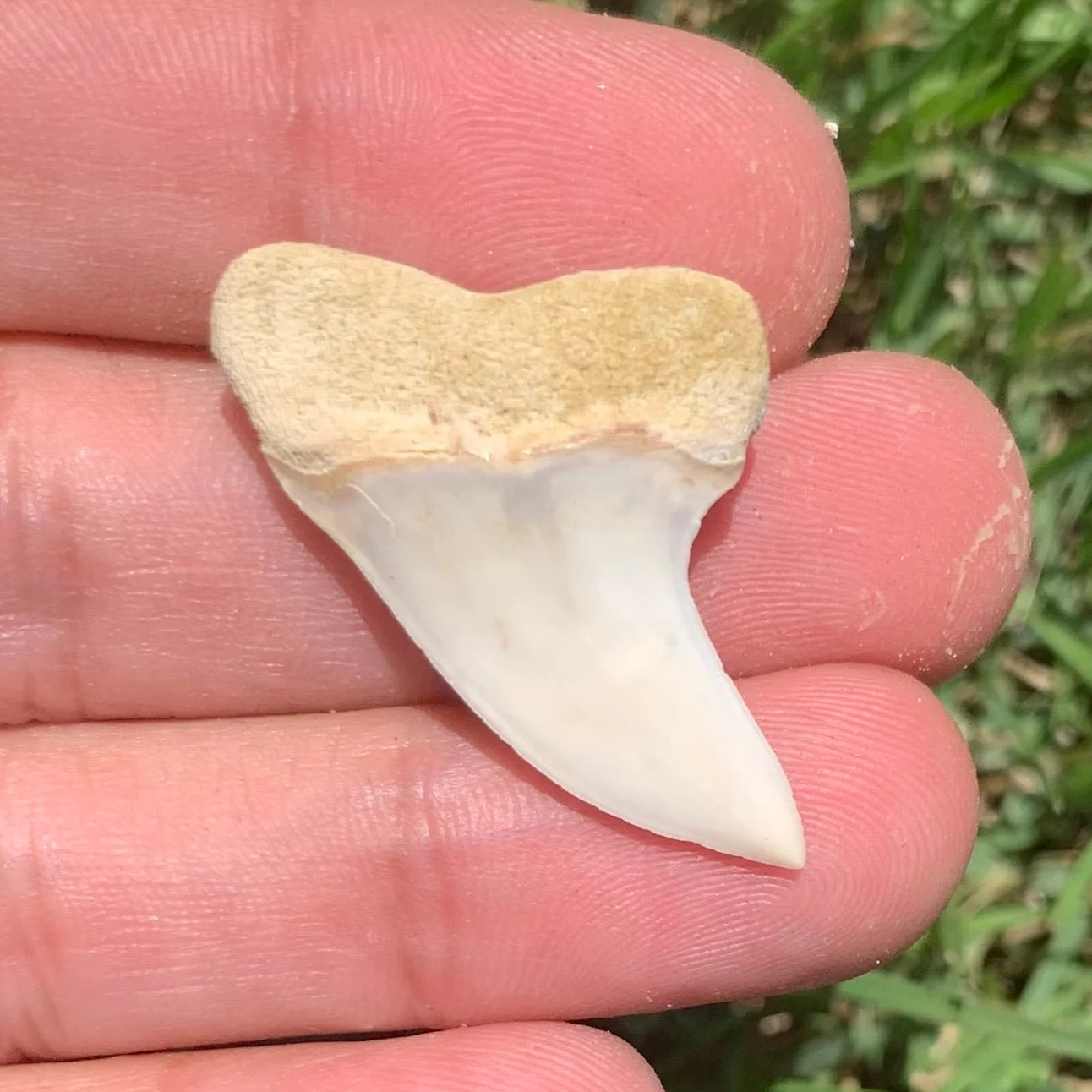 1.45" Carcharodon planus - Bakersfield