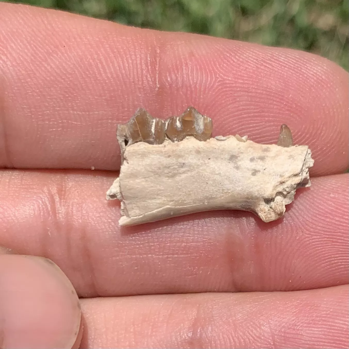 Fossil deer, leptomeryx, Jaw, Chadron Formation