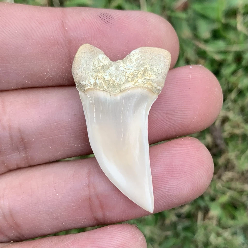 Fossil Carcharodon planus - Bakersfield California