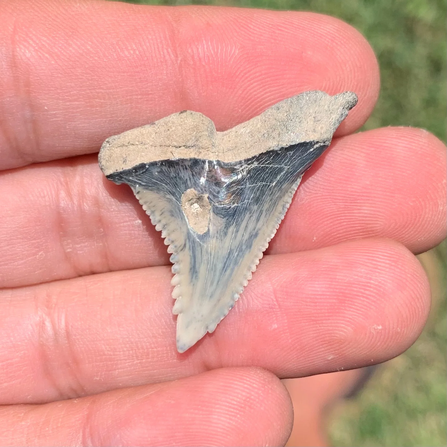 1.46” Hemipristis serra - Lee Creek mine