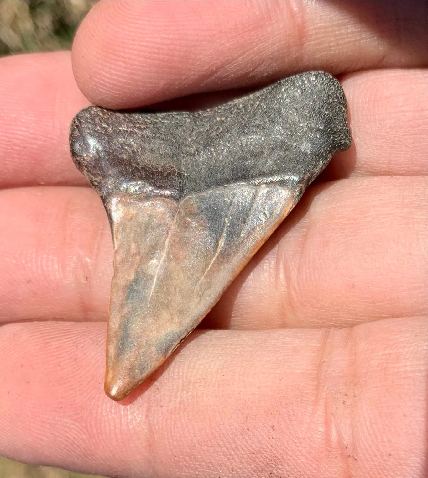 1.63” Carcharodon hastalis - Virginia