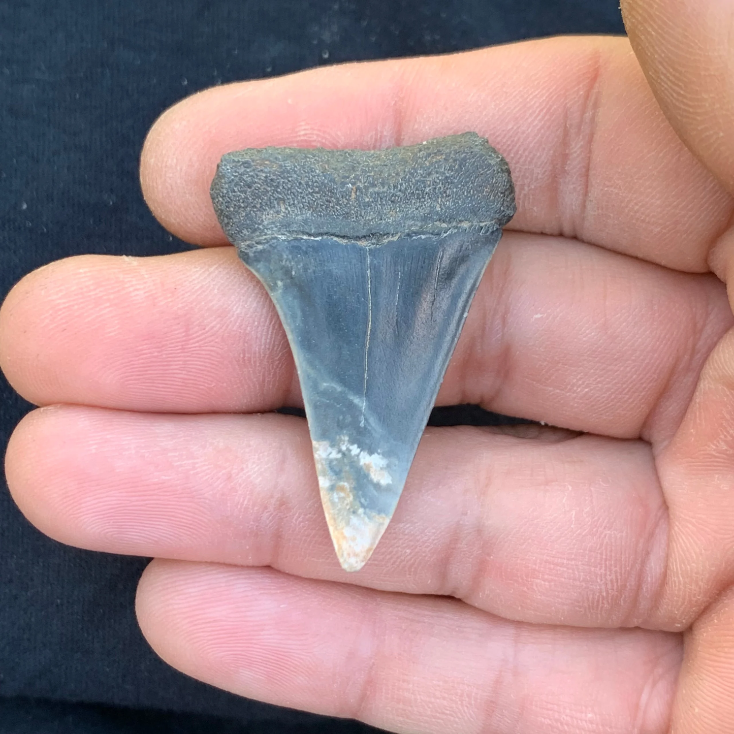 1.74” Carcharodon hastalis - Virginia