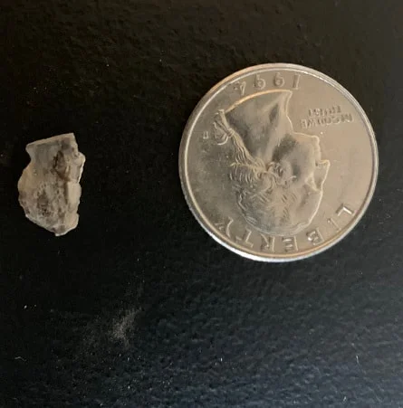 Triceratops Tooth From The Hell Creek Formation Of South Dakota