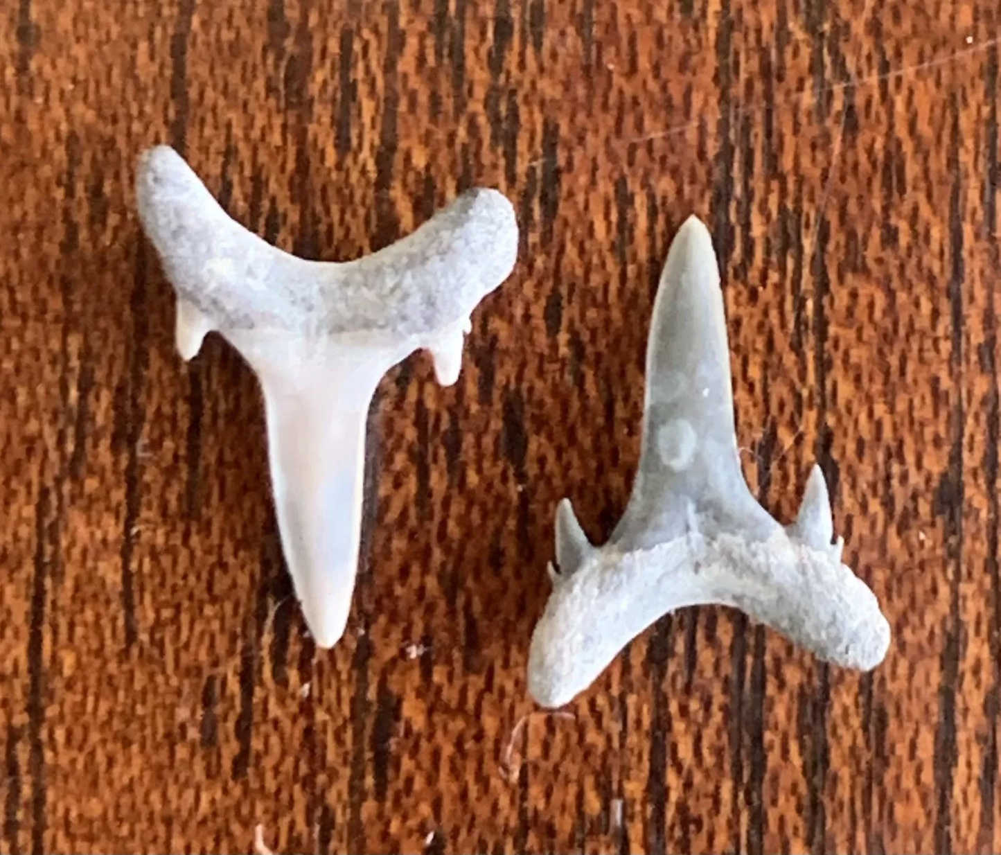 Brachycarcharias lerichei - Muddy Creek