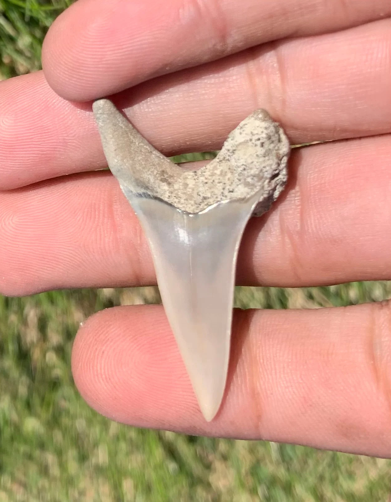 1.77” Carcharodon hastalis - Lee Creek Mine