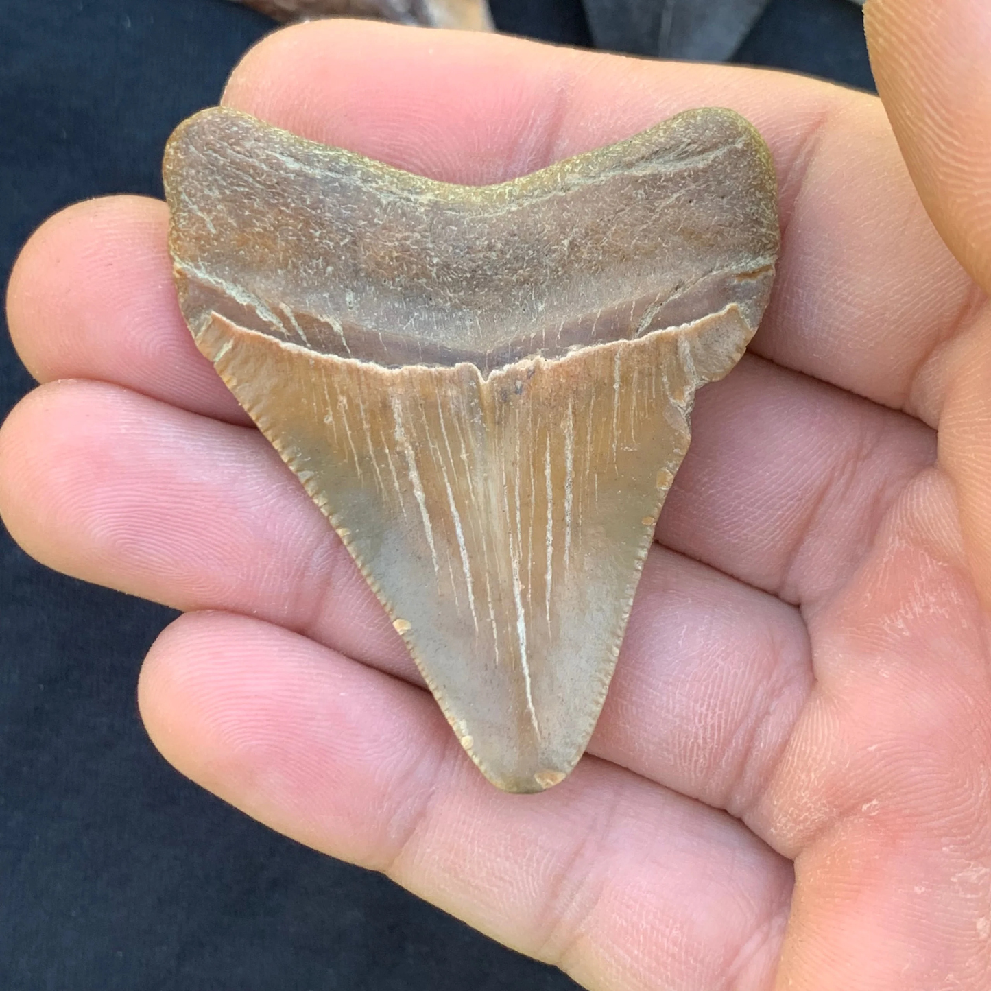 2.27” Otodus Megalodon - Virginia