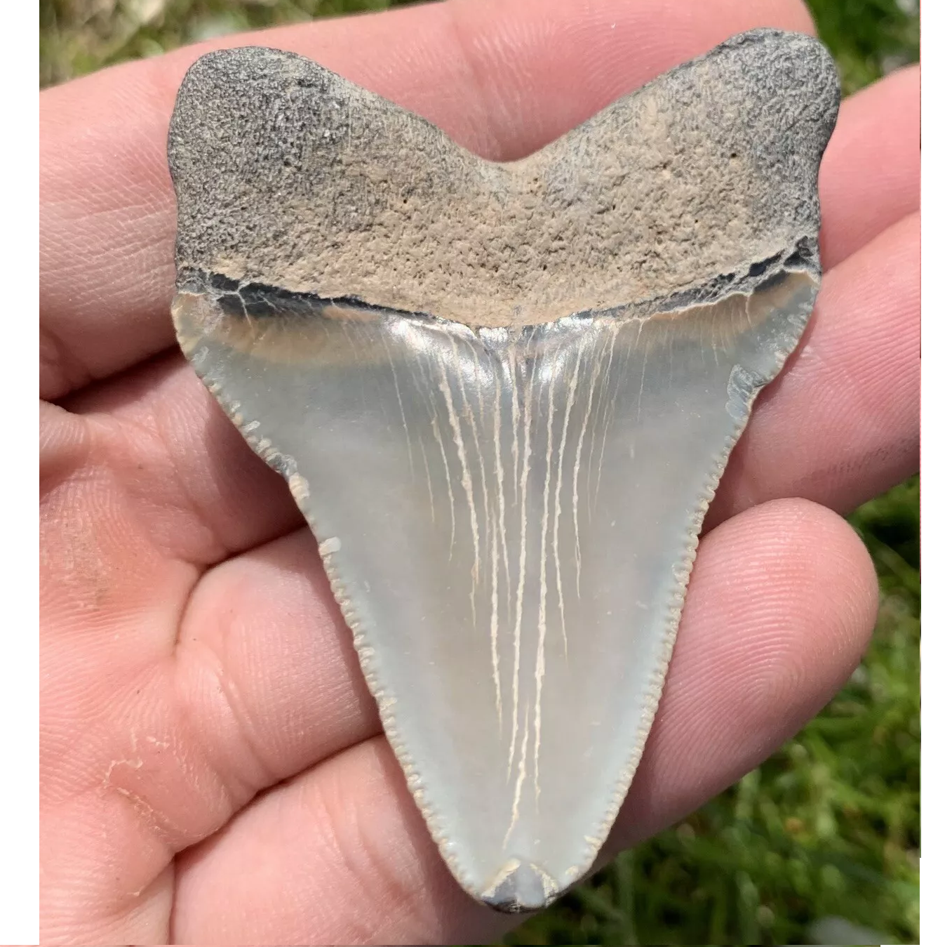 2.36” Otodus Megalodon - Virginia