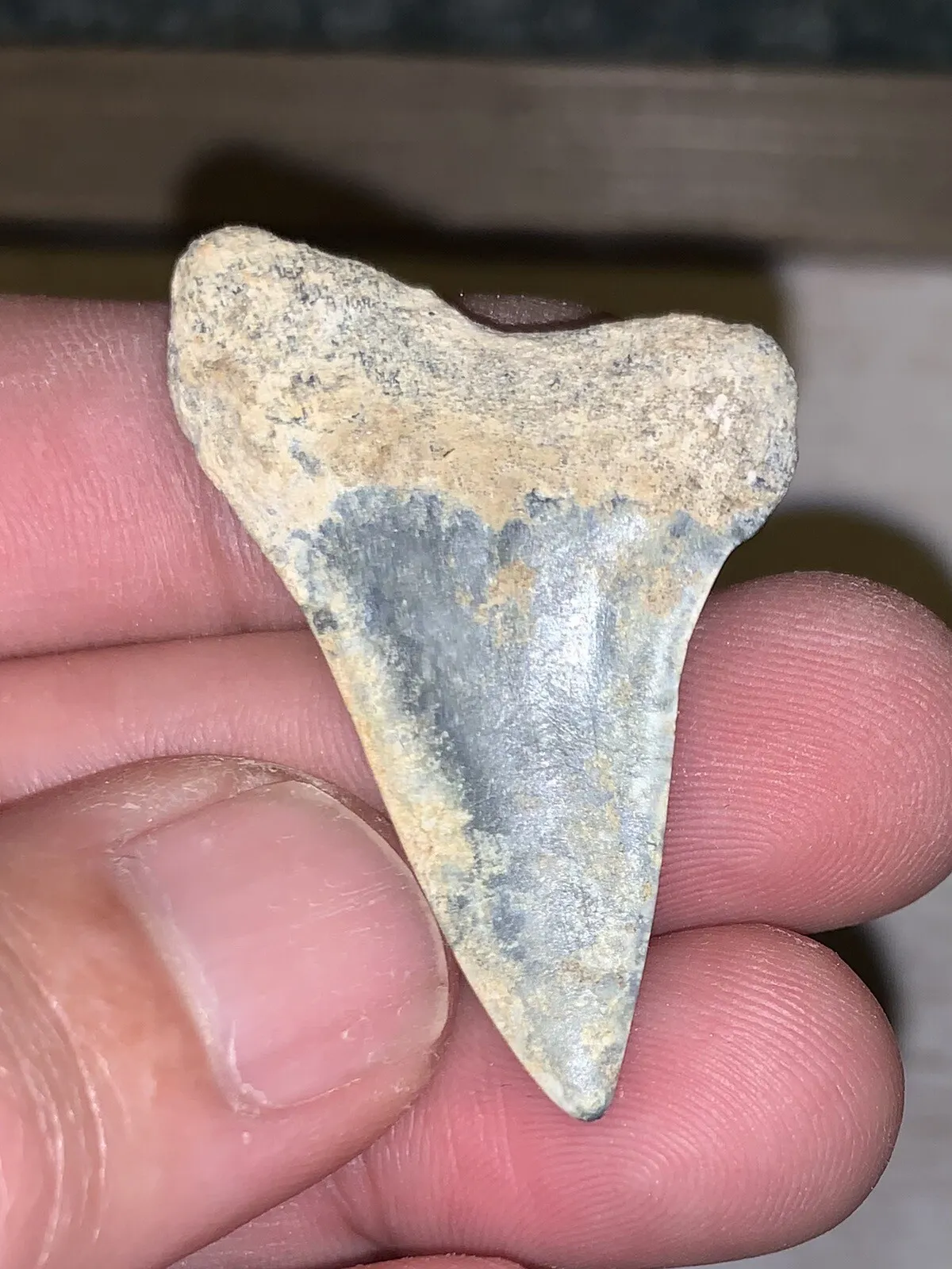 1.68" Carcharodon hastalis - Virginia