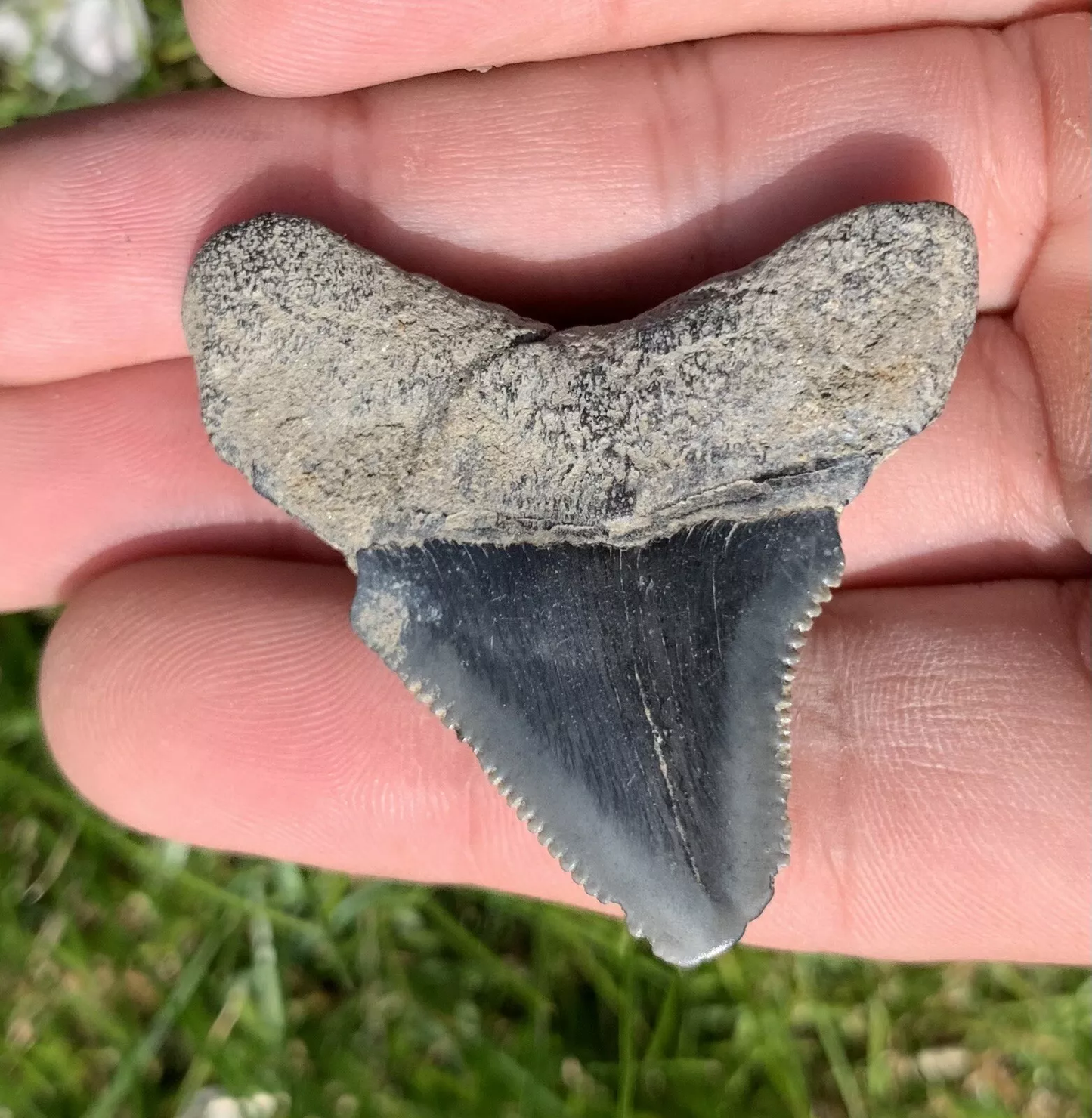 1.9” Otodus Megalodon - Virginia