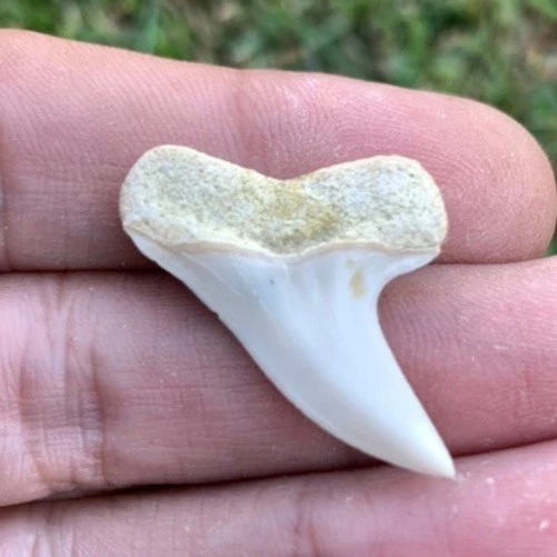 Fossil Carcharodon planus - Bakersfield California