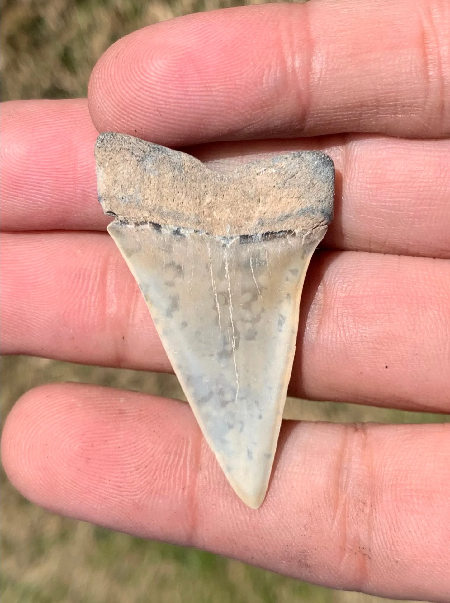 1.86” Carcharodon hastalis - Virginia