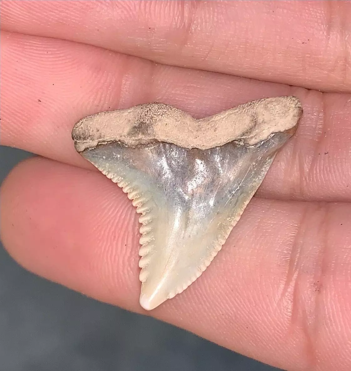 1.17" Hemipristis serra - Virginia