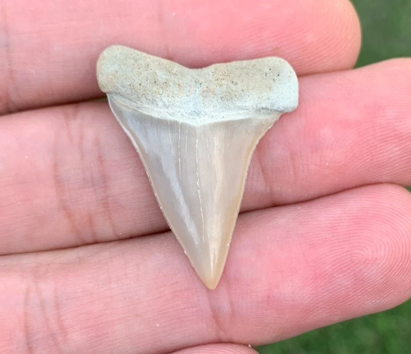Fossil Carcharodon hastalis - Lee Creek Mine
