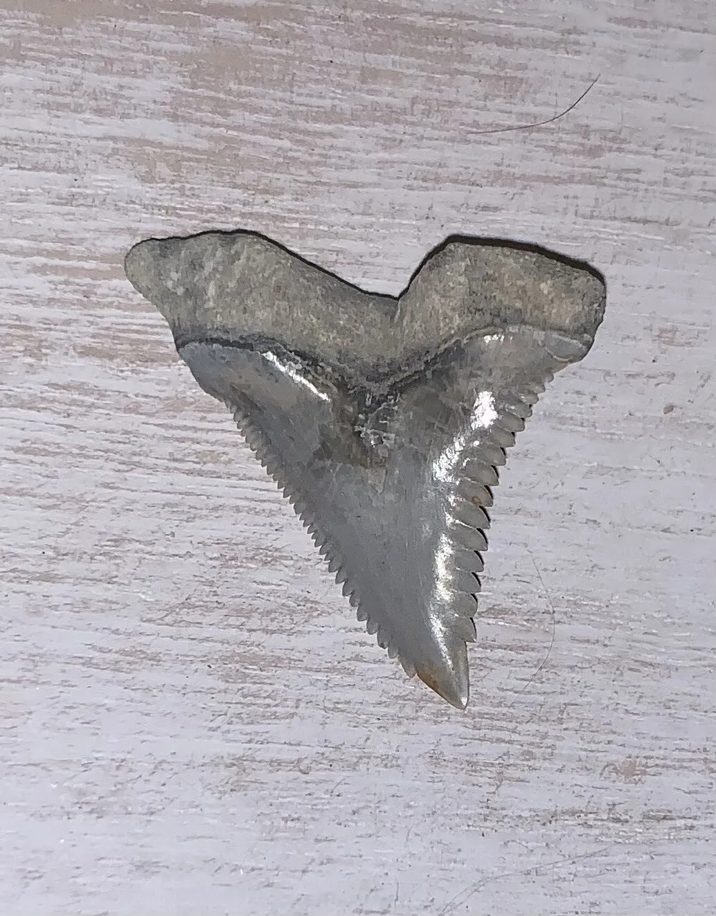 1.4" Hemipristis serra - Lee Creek Mine