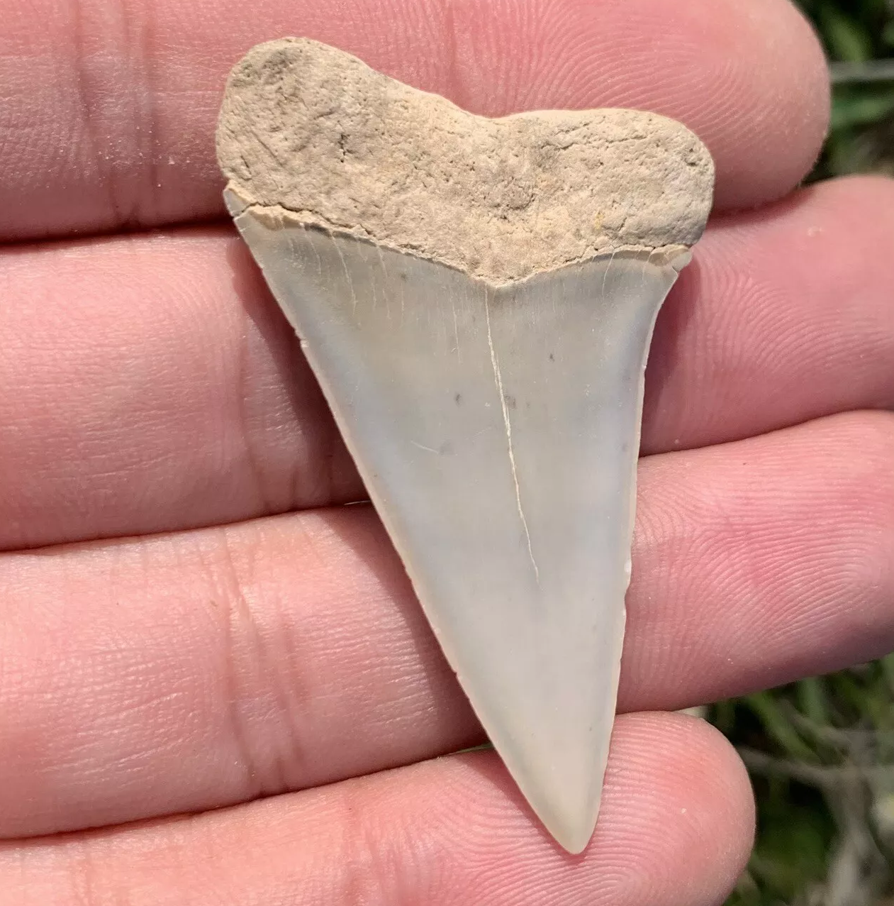 1.92” Carcharodon hastalis - Virginia