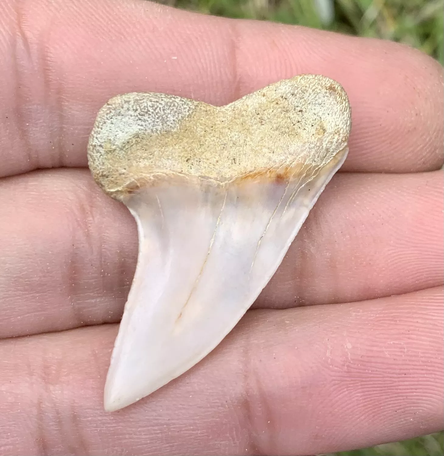 1.54" Carcharodon Planus - Bakersfield California